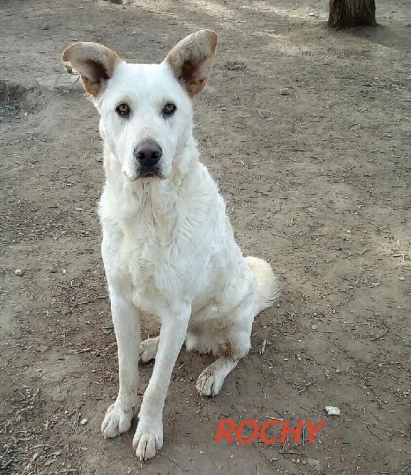 Rocky, Cagnolone Bianco, Taglia Media!
